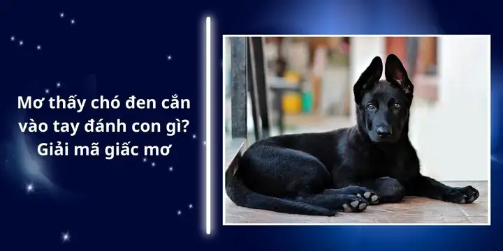 Giải Mã Giấc Mơ Thấy Chó Cắn: Ý Nghĩa, Điềm Báo Và Cách Đối Phó Giải Mã Giấc Mơ Thấy Chó Cắn: Ý Nghĩa, Điềm Báo Và Cách Đối Phó