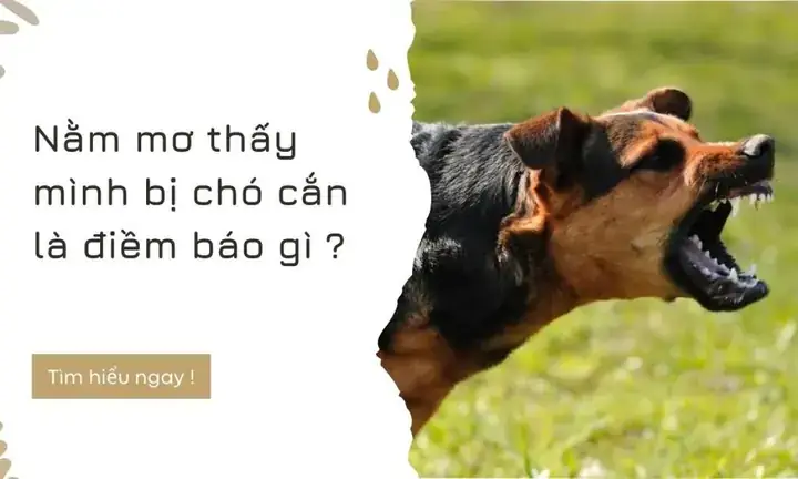 Giải Mã Giấc Mơ Thấy Chó Cắn: Ý Nghĩa, Điềm Báo Và Cách Đối Phó Giải Mã Giấc Mơ Thấy Chó Cắn: Ý Nghĩa, Điềm Báo Và Cách Đối Phó
