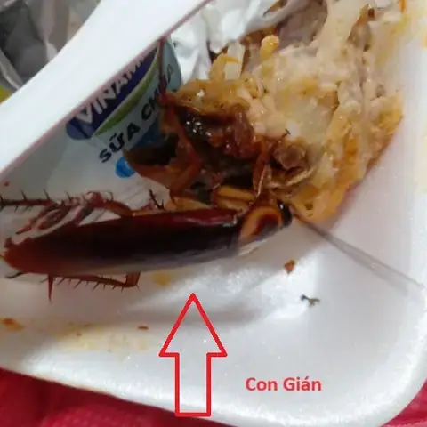Giải Mã Giấc Mơ Thấy Con Gián Giải Mã Giấc Mơ Thấy Con Gián