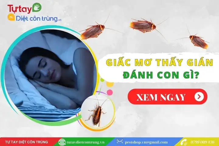 Giải Mã Giấc Mơ Thấy Con Gián: Ý Nghĩa, Điềm Báo Và Cách Hiểu Chi Tiết Giải Mã Giấc Mơ Thấy Con Gián: Ý Nghĩa, Điềm Báo Và Cách Hiểu Chi Tiết