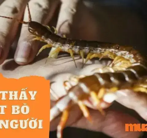 Giải Mã Giấc Mơ Thấy Con Rết: Ý Nghĩa, Điềm Báo Và Con Số May Mắn Giải Mã Giấc Mơ Thấy Con Rết: Ý Nghĩa, Điềm Báo Và Con Số May Mắn