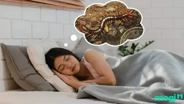 Giải Mã Giấc Mơ Thấy Con Rết: Ý Nghĩa, Điềm Báo Và Con Số May Mắn Giải Mã Giấc Mơ Thấy Con Rết: Ý Nghĩa, Điềm Báo Và Con Số May Mắn