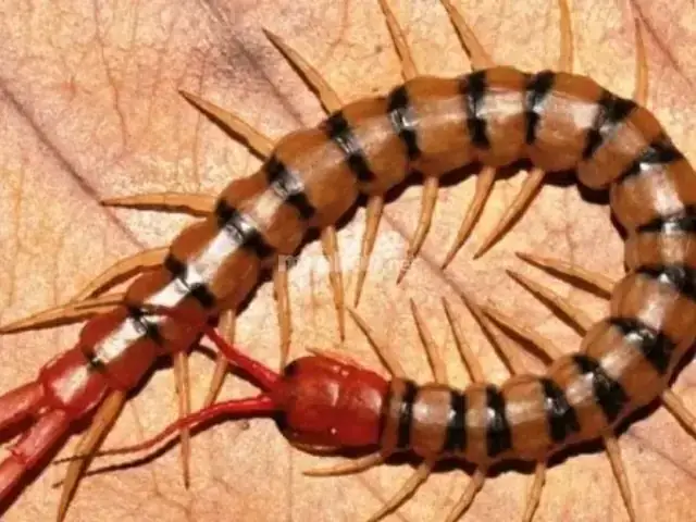 Giải Mã Giấc Mơ Thấy Con Rết