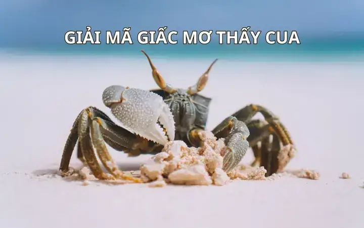 Giải Mã Giấc Mơ Thấy Cua Biển Giải Mã Giấc Mơ Thấy Cua Biển