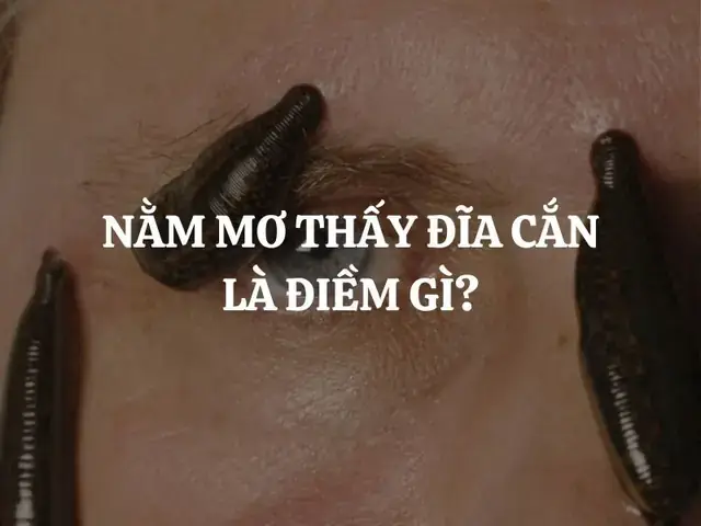 Giải Mã Giấc Mơ Thấy Đĩa Cắn: Ý Nghĩa, Dấu Hiệu Và Cách Đối Phó Giải Mã Giấc Mơ Thấy Đĩa Cắn: Ý Nghĩa, Dấu Hiệu Và Cách Đối Phó