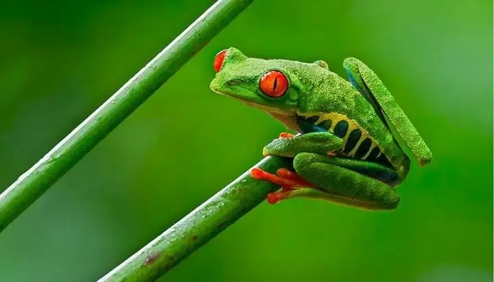 Giải Mã Giấc Mơ Thấy Ếch Trong Mưa: Điềm Báo, Ý Nghĩa Và Con Số May Mắn Giải Mã Giấc Mơ Thấy Ếch Trong Mưa: Điềm Báo, Ý Nghĩa Và Con Số May Mắn