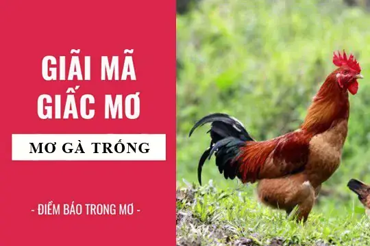 Giải Mã Giấc Mơ Thấy Gà Trống: Ý Nghĩa, Điềm Báo Và Con Số May Mắn Giải Mã Giấc Mơ Thấy Gà Trống: Ý Nghĩa, Điềm Báo Và Con Số May Mắn