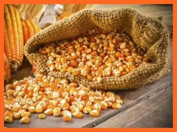 Giải Mã Giấc Mơ Thấy Hạt Ngô: Ý Nghĩa, Điềm Báo Và Cách Áp Dụng Trong Cuộc Sống Giải Mã Giấc Mơ Thấy Hạt Ngô: Ý Nghĩa, Điềm Báo Và Cách Áp Dụng Trong Cuộc Sống