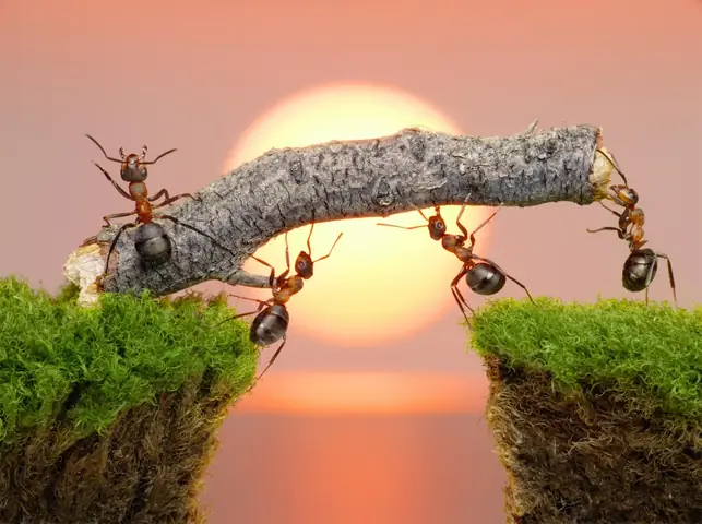 Giải Mã Giấc Mơ Thấy Kỳ Đà: Ý Nghĩa, Điềm Báo Và Con Số May Mắn