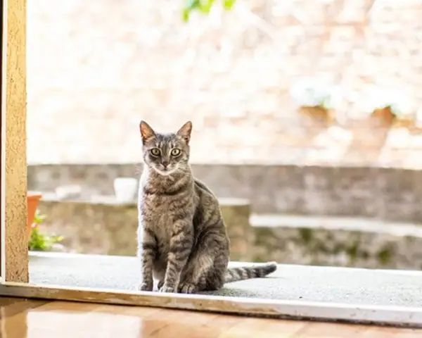 Giải Mã Giấc Mơ Thấy Mèo Sinh Con Giải Mã Giấc Mơ Thấy Mèo Sinh Con