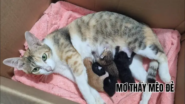 Giải Mã Giấc Mơ Thấy Mèo Sinh Con Giải Mã Giấc Mơ Thấy Mèo Sinh Con