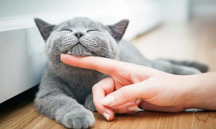 Giải Mã Giấc Mơ Thấy Mèo Sinh Con Giải Mã Giấc Mơ Thấy Mèo Sinh Con
