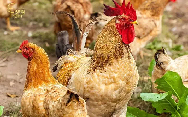Giải Mã Giấc Mơ Thấy Ngủ Trong Chuồng Gà Giải Mã Giấc Mơ Thấy Ngủ Trong Chuồng Gà