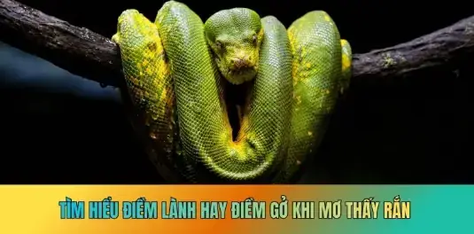 Giải Mã Giấc Mơ Thấy Rắn Đánh Đề Giải Mã Giấc Mơ Thấy Rắn Đánh Đề