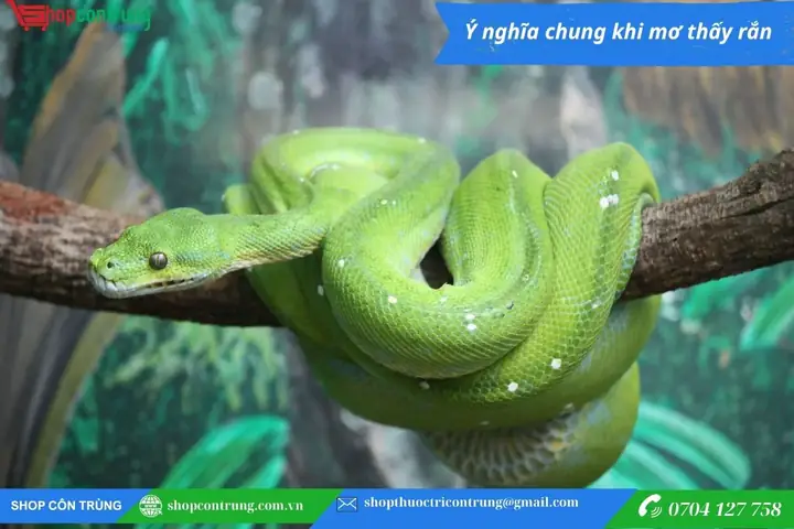 Giải Mã Giấc Mơ Thấy Rắn Đánh Đề Giải Mã Giấc Mơ Thấy Rắn Đánh Đề