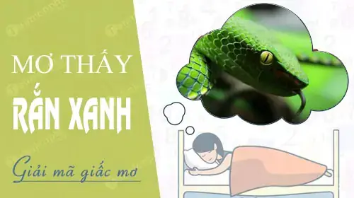 Giải Mã Giấc Mơ Thấy Rắn Lục Xanh: Điềm Báo Tâm Linh, Con Số May Mắn Và Các Tình Huống Thường Gặp Giải Mã Giấc Mơ Thấy Rắn Lục Xanh: Điềm Báo Tâm Linh, Con Số May Mắn Và Các Tình Huống Thường Gặp