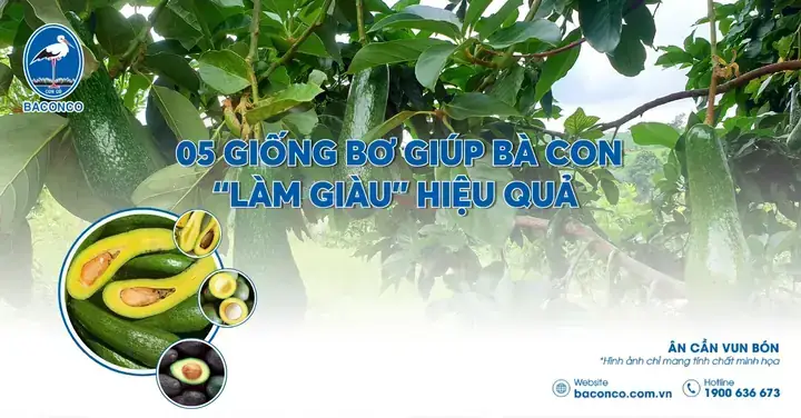 Giải Mã Giấc Mơ Xỏ Kichir Kim Bị Gẫy Giải Mã Giấc Mơ Xỏ Kichir Kim Bị Gẫy