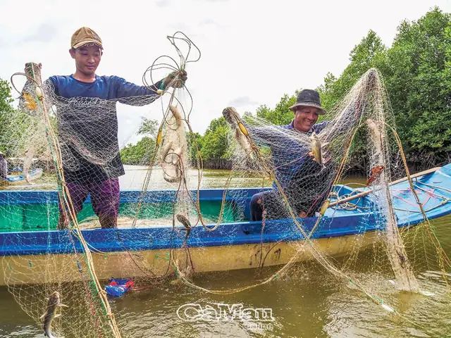 Cách Giăng Lưới Bắt Cá Miền Tây Chi Tiết: Hướng Dẫn Từng Bước Cho Người Mới