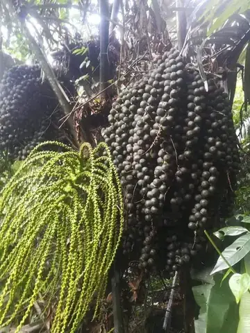 Hạt Đác Được Trồng Ở Đâu? Địa Điểm Sinh Trưởng Chính Và Vùng Sản Xuất Nổi Bật