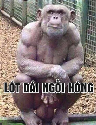 Hình Ảnh Bậy: Bộ Sưu Tập Meme Chửi Độc Đáo, Thư Giãn Stress Dành Cho Giới Trẻ (2026)