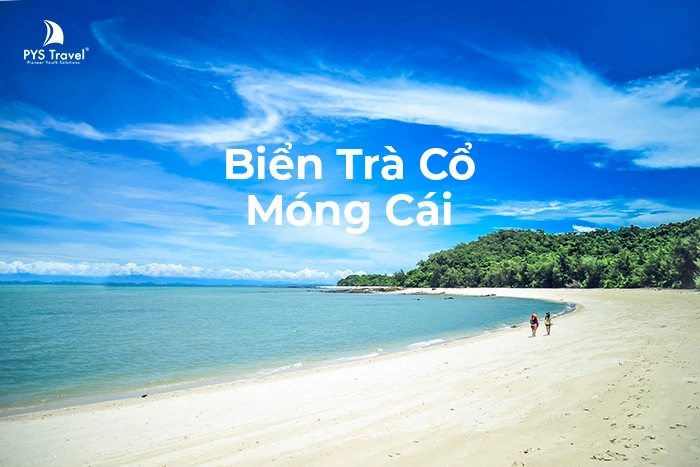100+ Hình Ảnh Biển Trà Cổ Đẹp Nhất 2026 – Bộ Sưu Tập Độc Đáo Cho Mọi Nhu Cầu