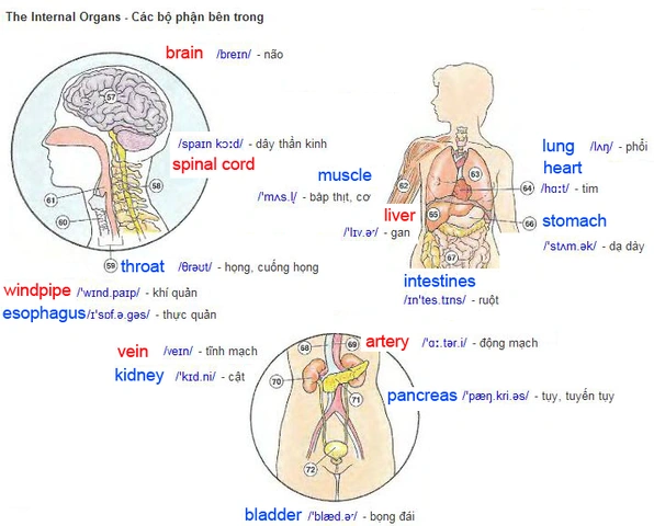 100+ Hình Ảnh Bộ Phận Con Người Đẹp 2026 – Bạn Muốn Xem Bao Nhiêu?
