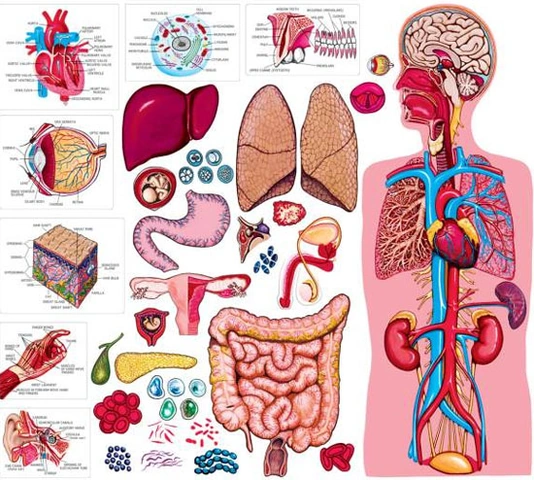 100+ Hình Ảnh Bộ Phận Con Người Đẹp 2026 – Bạn Muốn Xem Bao Nhiêu?