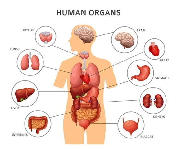 100+ Hình Ảnh Bộ Phận Con Người Đẹp 2026 – Bạn Muốn Xem Bao Nhiêu?