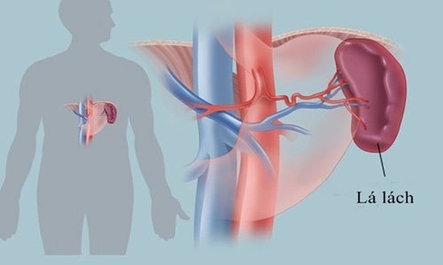 100+ Hình Ảnh Bộ Phận Con Người Đẹp 2026 – Bạn Muốn Xem Bao Nhiêu?