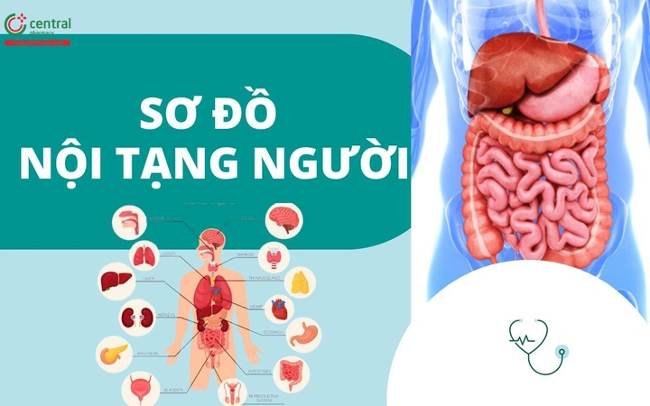 100+ Hình Ảnh Bộ Phận Con Người Đẹp 2026 – Bạn Muốn Xem Bao Nhiêu?