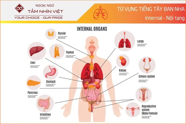 100+ Hình Ảnh Bộ Phận Con Người Đẹp 2026 – Bạn Muốn Xem Bao Nhiêu?