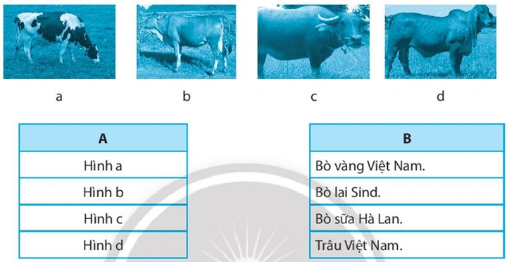 100+ Hình Ảnh Bò Sữa Hà Lan 2026 Đẹp, Hd, Tải Nhanh?