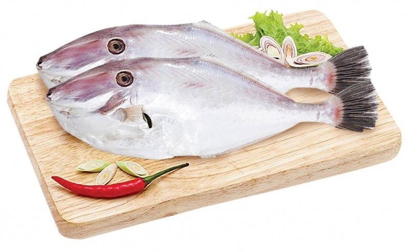 100+ Hình Ảnh Cá Bò Da Đẹp 2026 – Bộ Sưu Tập Đầy Đủ Cho Mọi Nhu Cầu? 100+ Hình Ảnh Cá Bò Da Đẹp 2026 – Bộ Sưu Tập Đầy Đủ Cho Mọi Nhu Cầu?