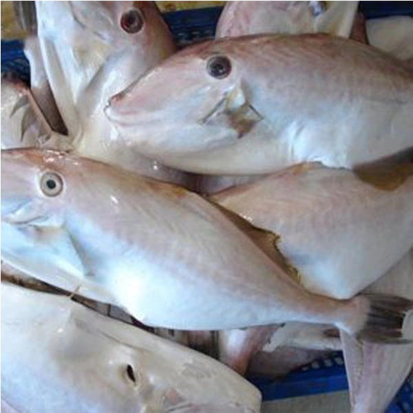 100+ Hình Ảnh Cá Bò Da Đẹp 2026 – Bộ Sưu Tập Đầy Đủ Cho Mọi Nhu Cầu? 100+ Hình Ảnh Cá Bò Da Đẹp 2026 – Bộ Sưu Tập Đầy Đủ Cho Mọi Nhu Cầu?