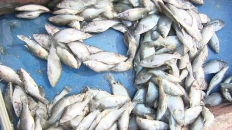 100+ Hình Ảnh Cá Chết Formosa 2026 – Tải Ngay Bộ Sưu Tập Đẹp Nhất? 100+ Hình Ảnh Cá Chết Formosa 2026 – Tải Ngay Bộ Sưu Tập Đẹp Nhất?