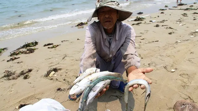 100+ Hình Ảnh Cá Chết Formosa 2026 – Tải Ngay Bộ Sưu Tập Đẹp Nhất? 100+ Hình Ảnh Cá Chết Formosa 2026 – Tải Ngay Bộ Sưu Tập Đẹp Nhất?