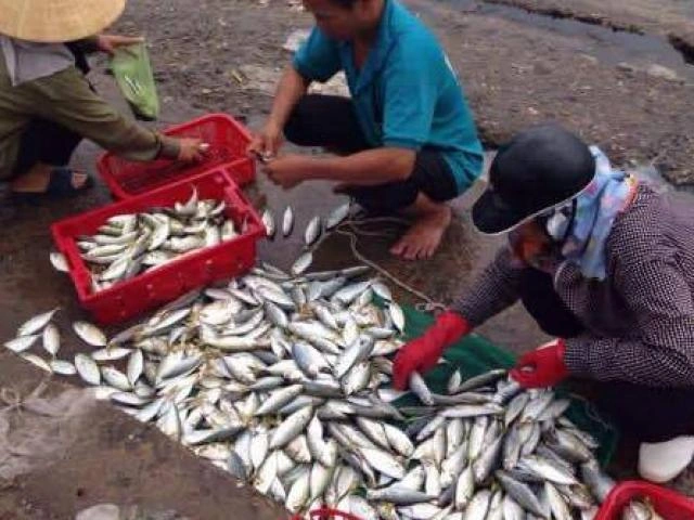 100+ Hình Ảnh Cá Chết Formosa 2026 – Tải Ngay Bộ Sưu Tập Đẹp Nhất? 100+ Hình Ảnh Cá Chết Formosa 2026 – Tải Ngay Bộ Sưu Tập Đẹp Nhất?