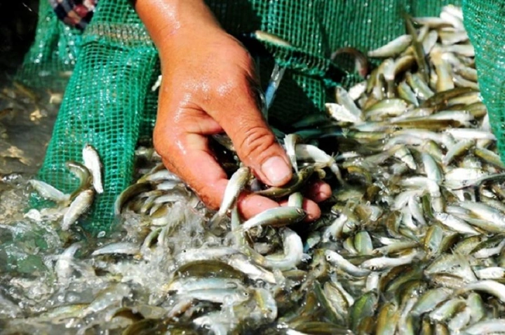Xem Ngay Hình Ảnh Cá Linh Bông Điên Điển Đậm Đà – Hướng Dẫn Chọn, Chụp & Sưu Tầm Cho Người Yêu Ẩm Thực Miền Tây Xem Ngay Hình Ảnh Cá Linh Bông Điên Điển Đậm Đà – Hướng Dẫn Chọn, Chụp & Sưu Tầm Cho Người Yêu Ẩm Thực Miền Tây