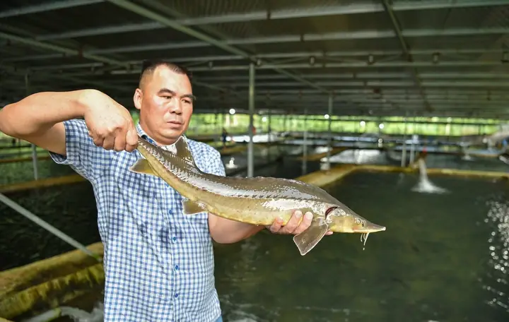 Hình Ảnh Cá Tầm Việt Nam: Đặc Điểm, Giống Và Khu Vực Nuôi Hình Ảnh Cá Tầm Việt Nam: Đặc Điểm, Giống Và Khu Vực Nuôi