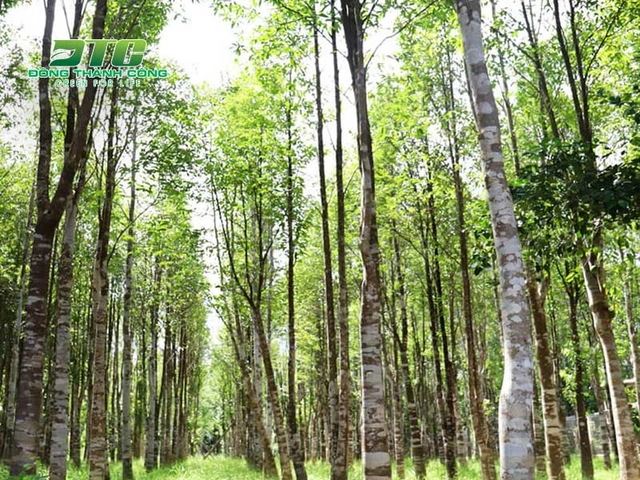 Hình Ảnh Các Loại Cây Lấy Gỗ: Bộ Sưu Tập Đầy Đủ Cho Người Mới Bắt Đầu & Nhà Kinh Doanh