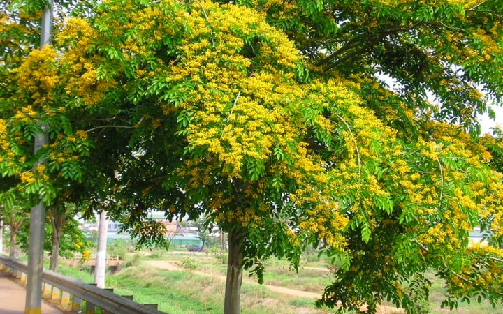 Hình Ảnh Các Loại Cây Lấy Gỗ: Bộ Sưu Tập Đầy Đủ Cho Người Mới Bắt Đầu & Nhà Kinh Doanh