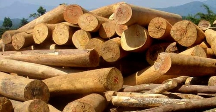 Hình Ảnh Các Loại Cây Lấy Gỗ: Bộ Sưu Tập Đầy Đủ Cho Người Mới Bắt Đầu & Nhà Kinh Doanh