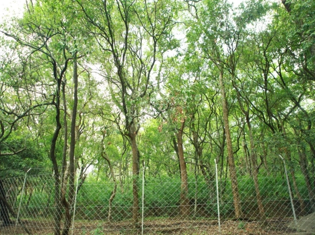 Hình Ảnh Các Loại Cây Lấy Gỗ: Bộ Sưu Tập Đầy Đủ Cho Người Mới Bắt Đầu & Nhà Kinh Doanh