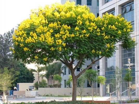 Hình Ảnh Các Loại Cây Lấy Gỗ: Bộ Sưu Tập Đầy Đủ Cho Người Mới Bắt Đầu & Nhà Kinh Doanh