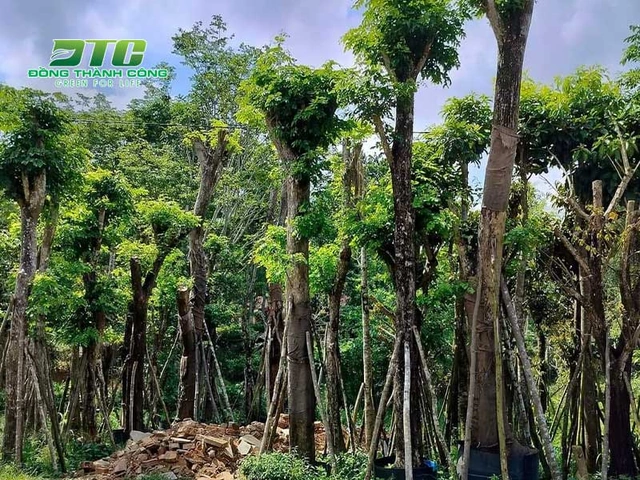 Hình Ảnh Các Loại Cây Lấy Gỗ: Bộ Sưu Tập Đầy Đủ Cho Người Mới Bắt Đầu & Nhà Kinh Doanh