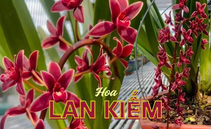 100+ Hình Ảnh Các Loại Lan Kiếm 2026 - Bạn Đã Xem Đủ Chưa? 100+ Hình Ảnh Các Loại Lan Kiếm 2026 - Bạn Đã Xem Đủ Chưa?