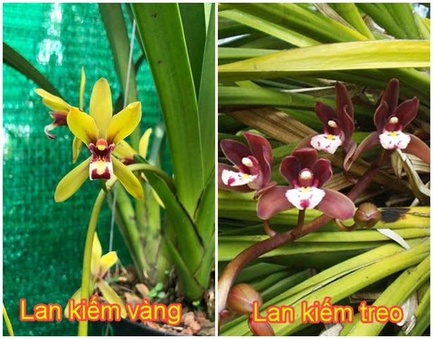 100+ Hình Ảnh Các Loại Lan Kiếm 2026 - Bạn Đã Xem Đủ Chưa? 100+ Hình Ảnh Các Loại Lan Kiếm 2026 - Bạn Đã Xem Đủ Chưa?