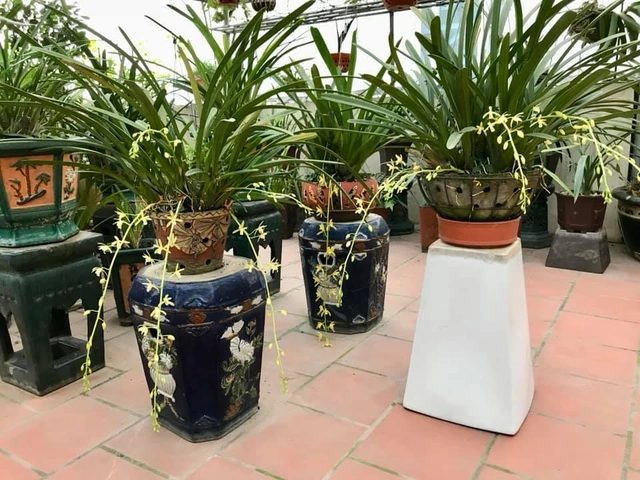 100+ Hình Ảnh Các Loại Lan Kiếm 2026 - Bạn Đã Xem Đủ Chưa? 100+ Hình Ảnh Các Loại Lan Kiếm 2026 - Bạn Đã Xem Đủ Chưa?