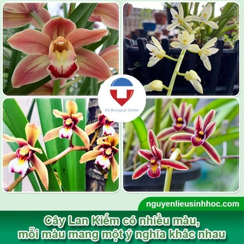 100+ Hình Ảnh Các Loại Lan Kiếm 2026 - Bạn Đã Xem Đủ Chưa? 100+ Hình Ảnh Các Loại Lan Kiếm 2026 - Bạn Đã Xem Đủ Chưa?