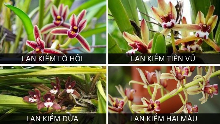 100+ Hình Ảnh Các Loại Lan Kiếm 2026 - Bạn Đã Xem Đủ Chưa? 100+ Hình Ảnh Các Loại Lan Kiếm 2026 - Bạn Đã Xem Đủ Chưa?